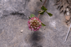 Trifolium argutum