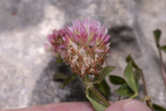 Trifolium argutum