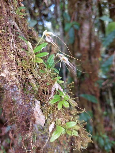 Image of Masdevallia picturata by (c) Daniel Mesa, some rights reserved (CC BY)