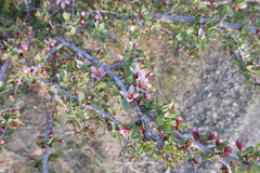 Prunus andersonii
