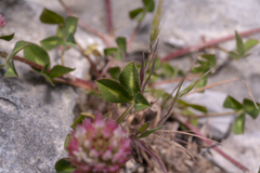 Trifolium argutum
