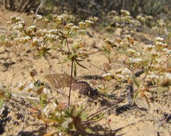 Adenogramma glomerata