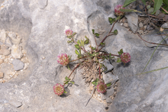 Trifolium argutum