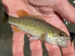 Micropterus coosae