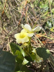 Anemopaegma
