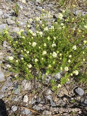 Galium anisophyllon