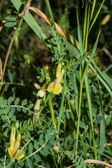 Vicia hybrida