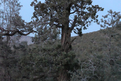 Cupressus nevadensis