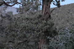 Cupressus nevadensis