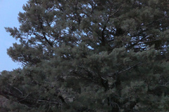 Cupressus nevadensis