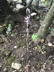 Limodorum trabutianum