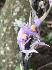 Limodorum trabutianum