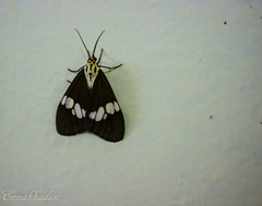 Nyctemera lacticinia