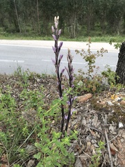 Limodorum trabutianum