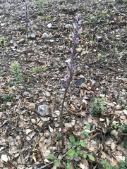 Limodorum trabutianum