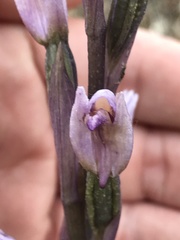 Limodorum trabutianum