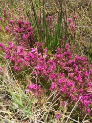 Castilleja ambigua humboldtiensis
