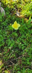 Oenothera grandis