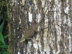 Tropidurus catalanensis