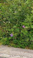 Ipomoea indica image