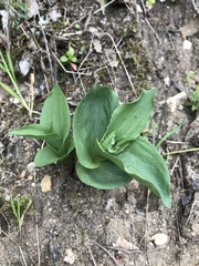 Epipactis helleborine tremolsii