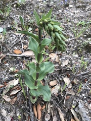 Epipactis helleborine tremolsii