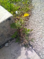 Sonchus tenerrimus tenerrimus