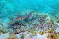 Amblygobius albimaculatus