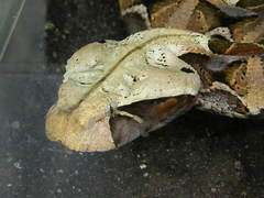 Bitis gabonica