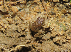 Pristimantis relictus