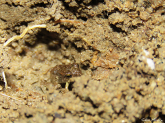 Pristimantis relictus