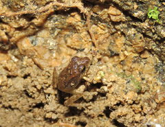 Pristimantis relictus