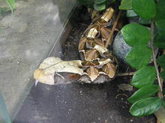 Bitis gabonica