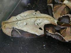 Bitis gabonica