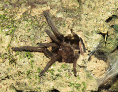 Dolichothele exilis