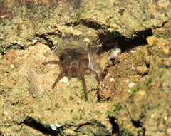 Dolichothele exilis