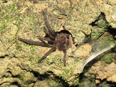 Dolichothele exilis