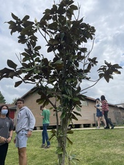 Magnolia grandiflora