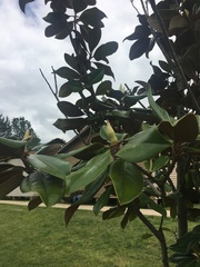 Magnolia grandiflora