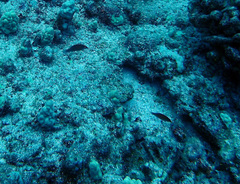 Pseudocheilinus evanidus