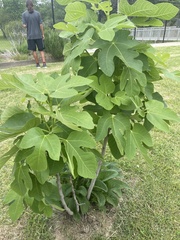 Ficus carica