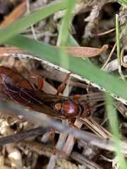 Spilichneumon