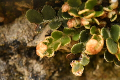 Asplenium ceterach image