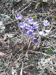 Hepatica nobilis