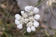 Tordylium aegaeum