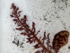 Cumathamnion decipiens