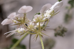 Tordylium aegaeum