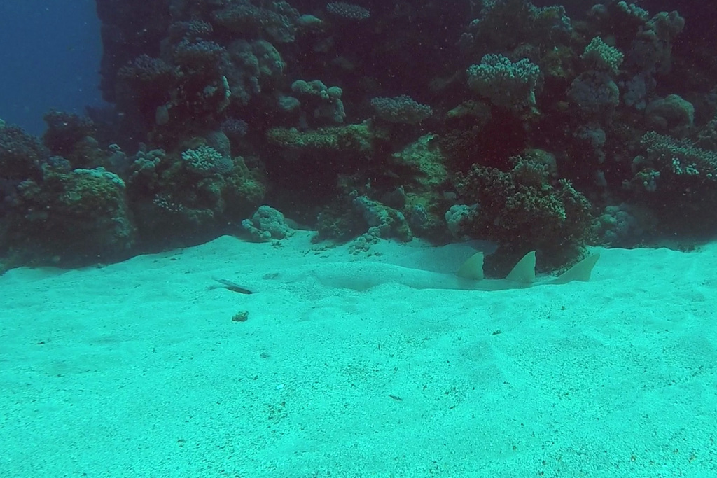 Halavi guitarfish resting on pale sand beside a coral reef, partly blended with the seabed