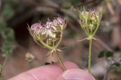 Tordylium aegaeum