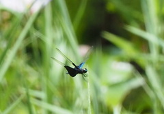 Rhyothemis triangularis